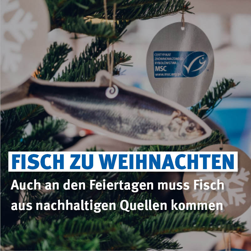 MSC_Fisch's tweet photo. 🎄🐟 In jedem vierten deutschen Haushalt kommen an Weihnachten Fisch oder Meeresfrüchte auf den Tisch. Ganz vorne dabei: Lachs und Krustentiere wie Garnelen, Krabben & Scampi. Der traditionelle Karpfen schafft es dagegen nur auf Platz 4.

☝️ Aber Achtung: Nicht jeder Fisch ist #nachhaltig! Die Meere leiden unter #Überfischung und #Beifang. Trotzdem würden laut einer aktuellen Umfrage 37% der Befragten an ihrer Fischwahl festhalten, selbst wenn sie wissen, dass ihr Favorit nicht nachhaltig ist. Die Bereitschaft, zugunsten der Umwelt an Weihnachten auf nicht nachhaltigen Fisch zu verzichten, ist in Deutschland ausbaufähig. Die Umfrage zeigt, dass nur die Hälfte der Fischliebhaber bereit wäre, ihre bevorzugte Fischart an Weihnachten zu ändern, sollte diese nicht nachhaltig sein.

🌟 Unser Appell: Nachhaltige Fischgerichte sorgen nicht nur für Genussmomente, sondern tragen auch zum Schutz unserer Meere bei. Auch an den Feiertagen bitte wir alle Verbraucher, beim Einkauf von Wildfisch auf das blaue MSC-Siegel zu achten, oder im Fall von Zuchtfisch auf das ASC oder Bio-Siegel. 

#Nachhaltigkeit #Weihnachten2024 #MeereSchützen #Festessen #Lachs #Weihnachtsessen