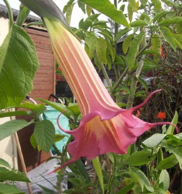 Excited I finally  have a Brugmansia Hurstwood Elinor, growing well.