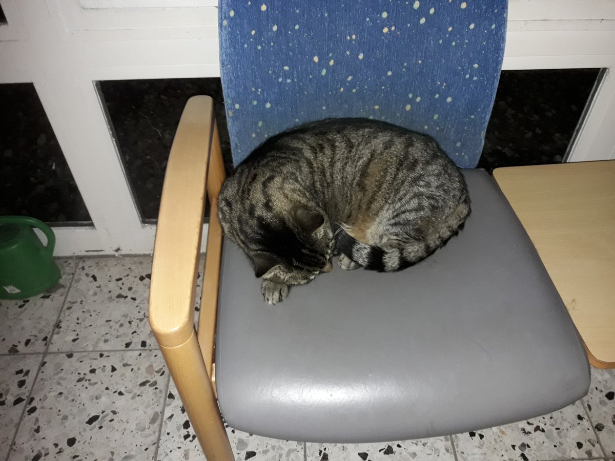 wooseokflrt's tweet photo. THE WARD I WAS MOVED TO HAS A CAT!!!! AND HE SLEEPS ON A CHAIR IN THE HALLWAY!!!!!!! https://t.co/IZeWRBALAX