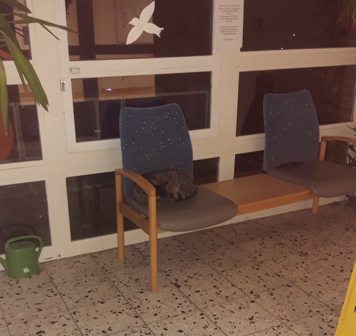 wooseokflrt's tweet photo. THE WARD I WAS MOVED TO HAS A CAT!!!! AND HE SLEEPS ON A CHAIR IN THE HALLWAY!!!!!!! https://t.co/IZeWRBALAX