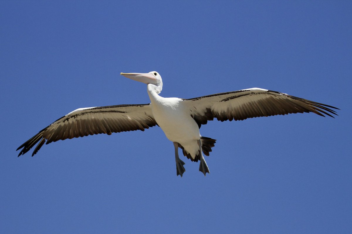 Good morning.
I have air conditioning again 😁😁😁
No gigs this weekend, so to celebrate, I’m going to fit new rear brake pads, new front brake rotors and change the oil. Might do a time lapse film of it 🤓
Have a great day.