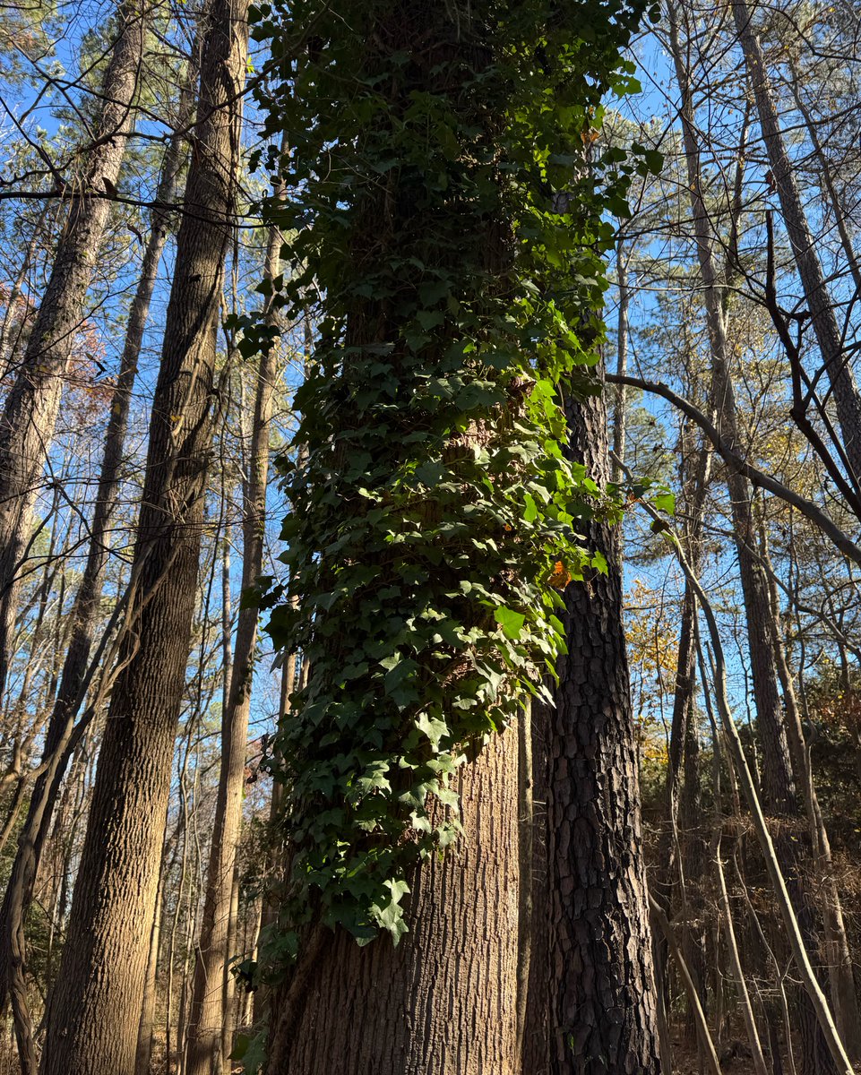 Invasive ivy like this is one of the things we look for when we monitor our conservation properties! Luckily the landowner was aware of it and had a removal strategy!