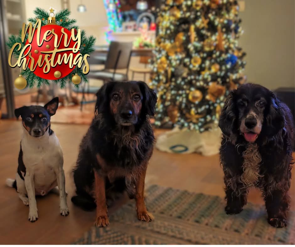 SnowSimply's tweet image. 