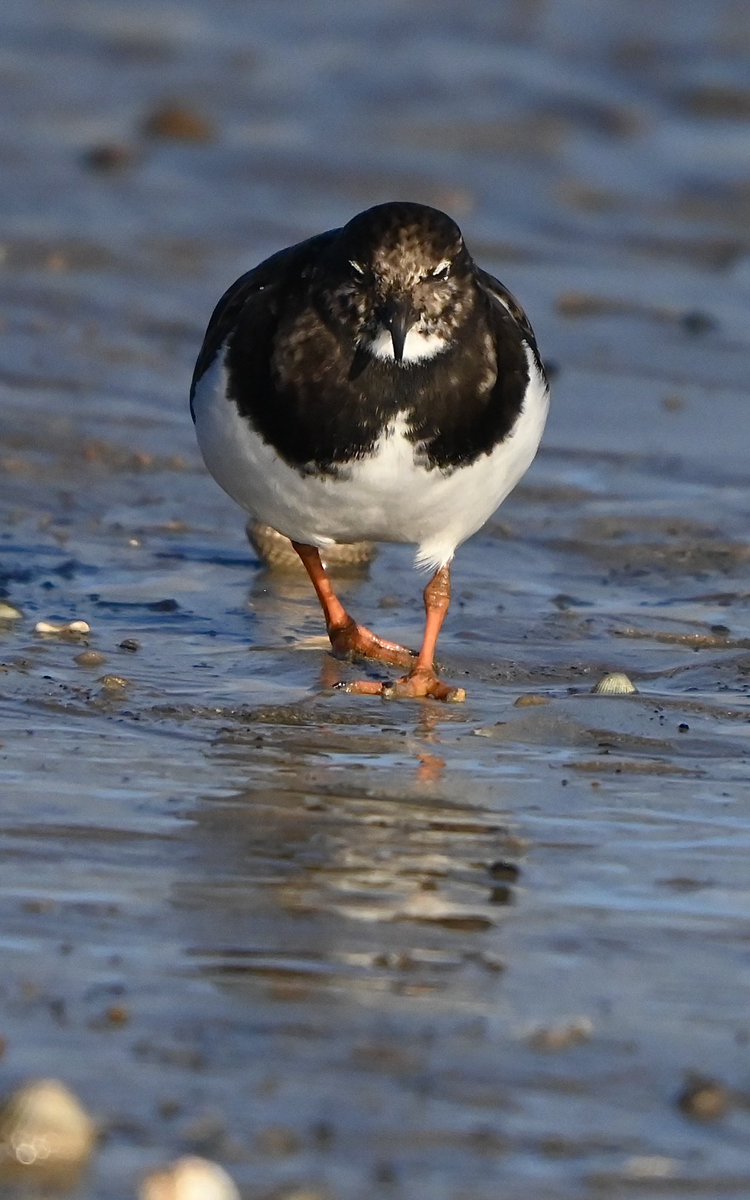 A very sunny but bitterly cold visit to Littlestone Beach, late this morning, a Turnstone, one of many present.