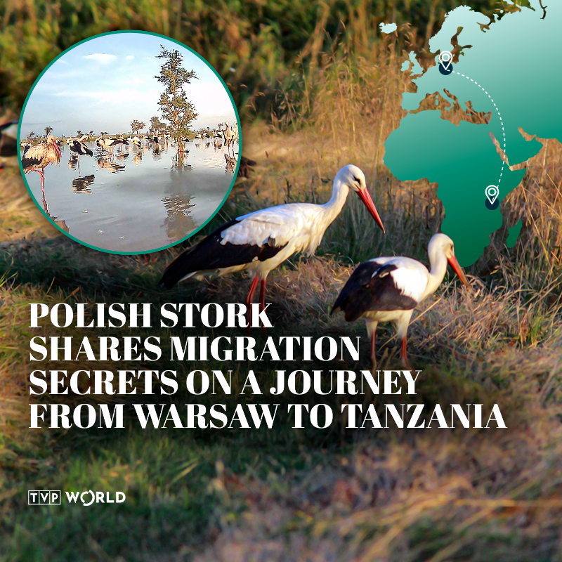 TVPWorld_com's tweet photo. A Polish #stork named ‘The Photographer’ captures stunning photos of its #migration journey from Warsaw to Africa's #overwintering grounds.