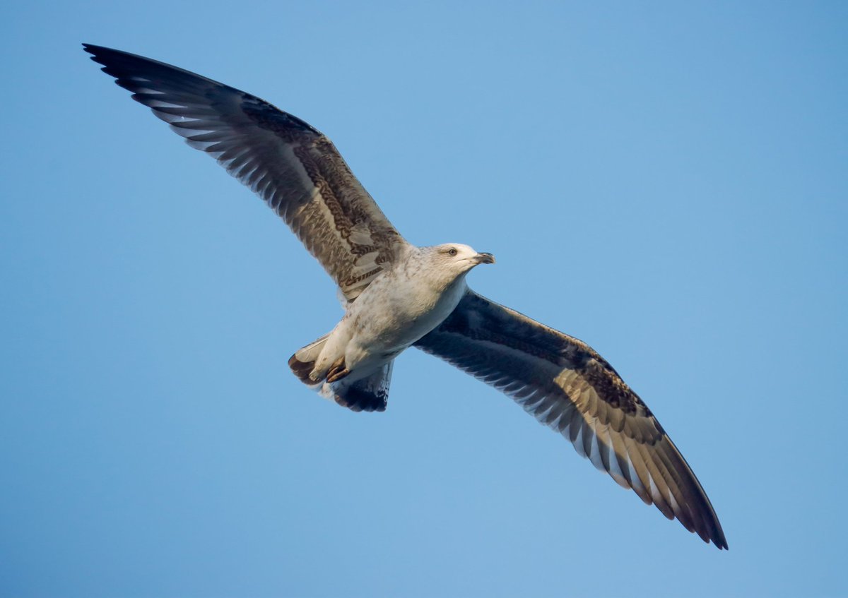 Hugo10na's tweet photo. Tiempo de gaviotas!! A ver si alguien tiene el valor de decirme las especies de las fotos... https://t.co/nyGzm9CkBa