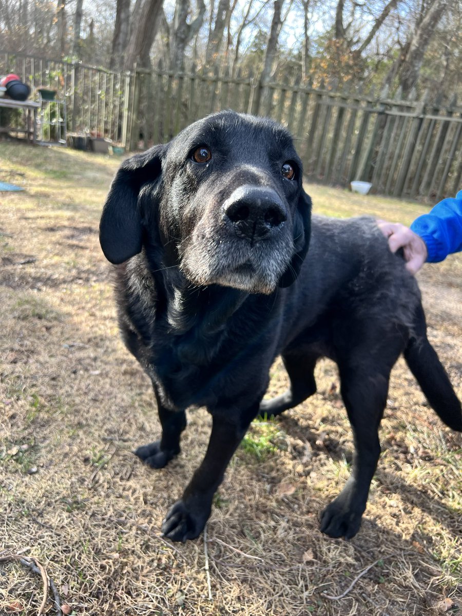 PawsAtHome's tweet image. Rolling out the new client #WelcomeWaggin for these sweet senior siblings.  ❤️🐶🐾🥹 Don’t worry the #CheeseTax was paid 🧀