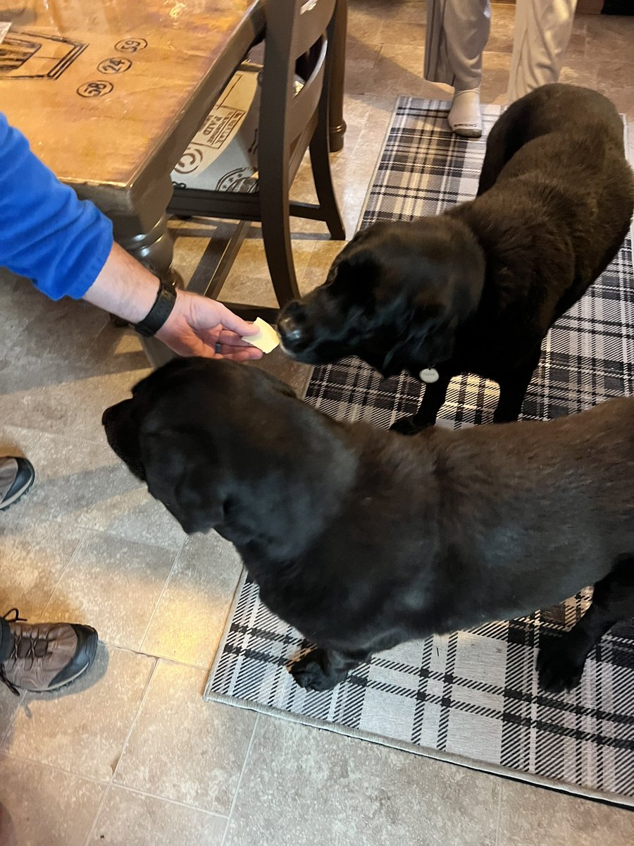 PawsAtHome's tweet image. Rolling out the new client #WelcomeWaggin for these sweet senior siblings.  ❤️🐶🐾🥹 Don’t worry the #CheeseTax was paid 🧀