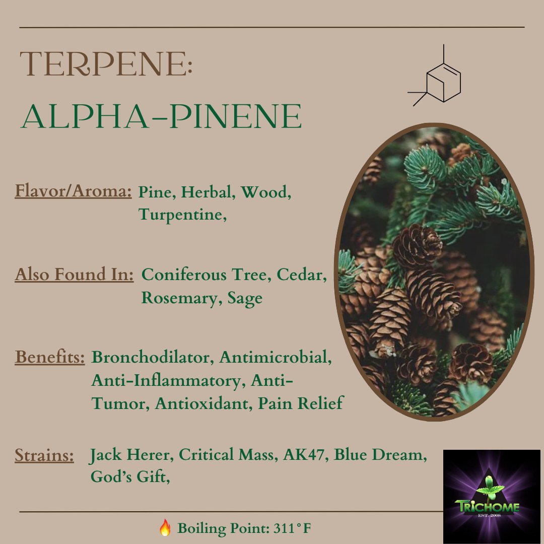 thcmed's tweet image. α-Pinene (Alpha Pinene) is a pine, herbal terpene that's perfect to celebrate the Holidays with. Found in Sativa strains like Jack Herer (NEW at Trichome!),  AK-47, and Blue Dream. 
#alphapinene #happyholidays #mmj #ᴛʜᴄ #medicalmarijuana #thcmed #trichomehealthconsultants