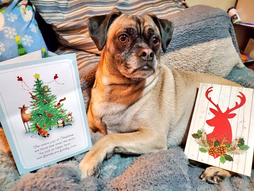 PugnatiousG's tweet image. #Pupmail

Thank you Dear Joe and Annie @AnnOberski and TJ @TJS12145  for the lovely heartfelt messages and lovely cards you sent us. Thank you for your kindness and friendship. We wish you a wonderful Christmas. Love you dear hearts 

Love Duggie and Family ❤️ 
#Dogsoftwitter
