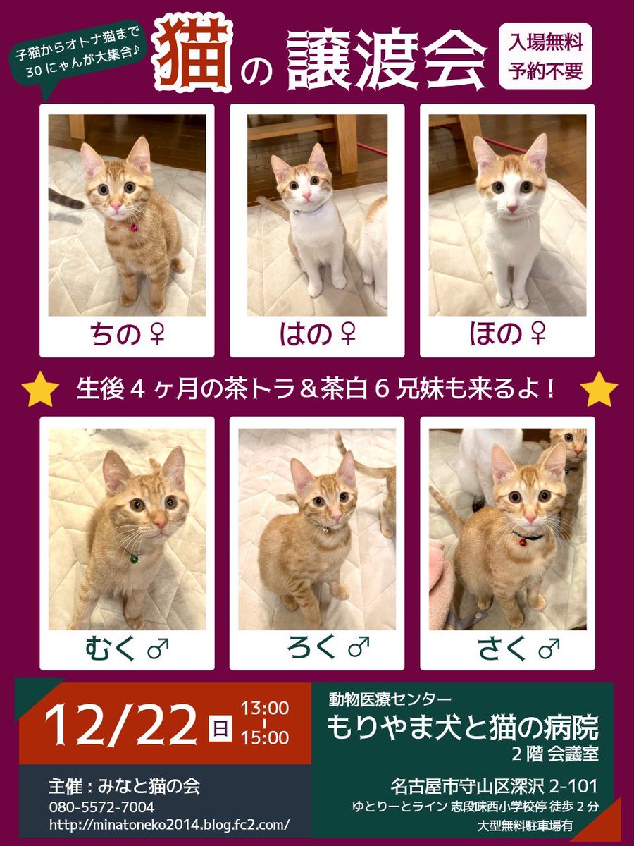 minatonekonokai's tweet photo. #拡散RPお願いします 
譲渡会というものを多くの方々に知っていただくことで助かる命があります
いつも告知の拡散ありがとうございます

【猫の譲渡会】
•12/22(日)13:00-15:00
•もりやま犬と猫の病院

ご家族で
お友達と
おひとりさまも
お気軽にお越しください🍀

#譲渡会 #猫好きさんと繋がりたい https://t.co/u91yUjF4hN