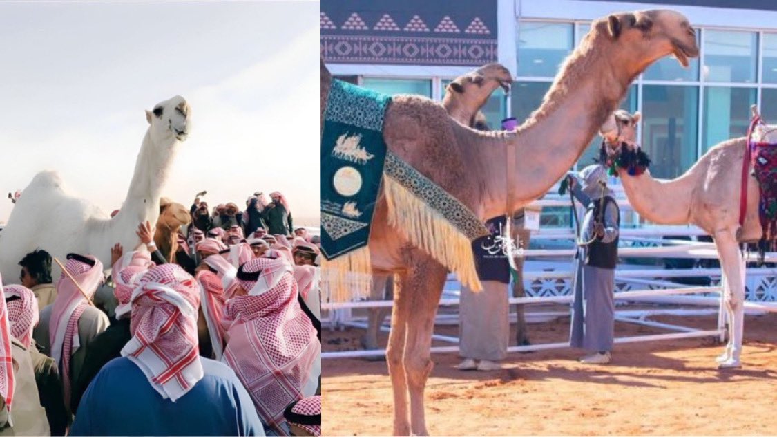 7itkr's tweet image. انت كنك سمو عتيبه و خزامه قريع
من غلاك وندرك ومن منطوقك

كل ماجيت في عقلي عقلي يضيع 
بين نار شوقي وبين نار شوقك 

                 - عبدآلله ツ✪ -
.