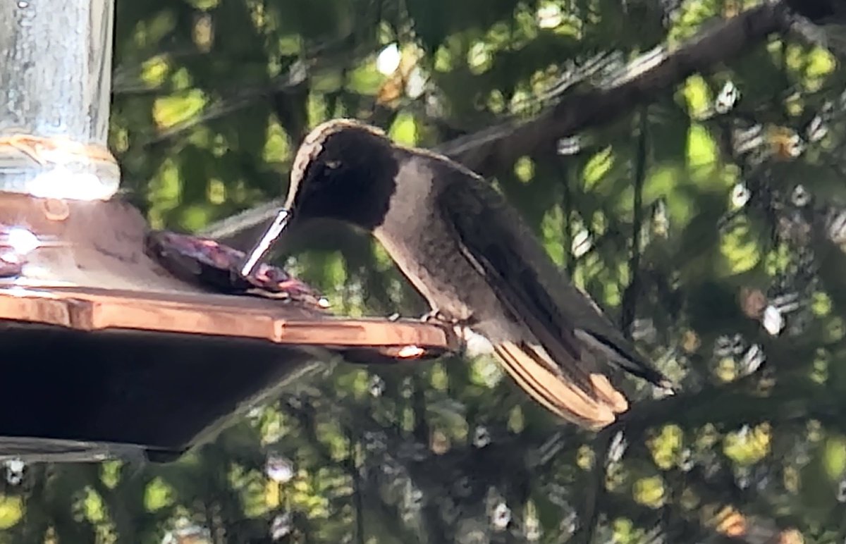 bendy32309's tweet photo. Black-chinned Hummingbird, Tallahassee, FL. https://t.co/clzxFkdk1s