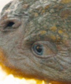 onexusnerd's tweet photo. 💭| TEORIA

É apenas especulação, mas e se esse Kaiju for o #Metamorfo se transformando em um Kaiju e perdendo o controle, ou uma criatura criada a partir de seu DNA?

A cor azul dos olhos corresponde exatamente ao tom que vemos em nossa primeira olhada no personagem

#Superman https://t.co/qo2bUD7PLr