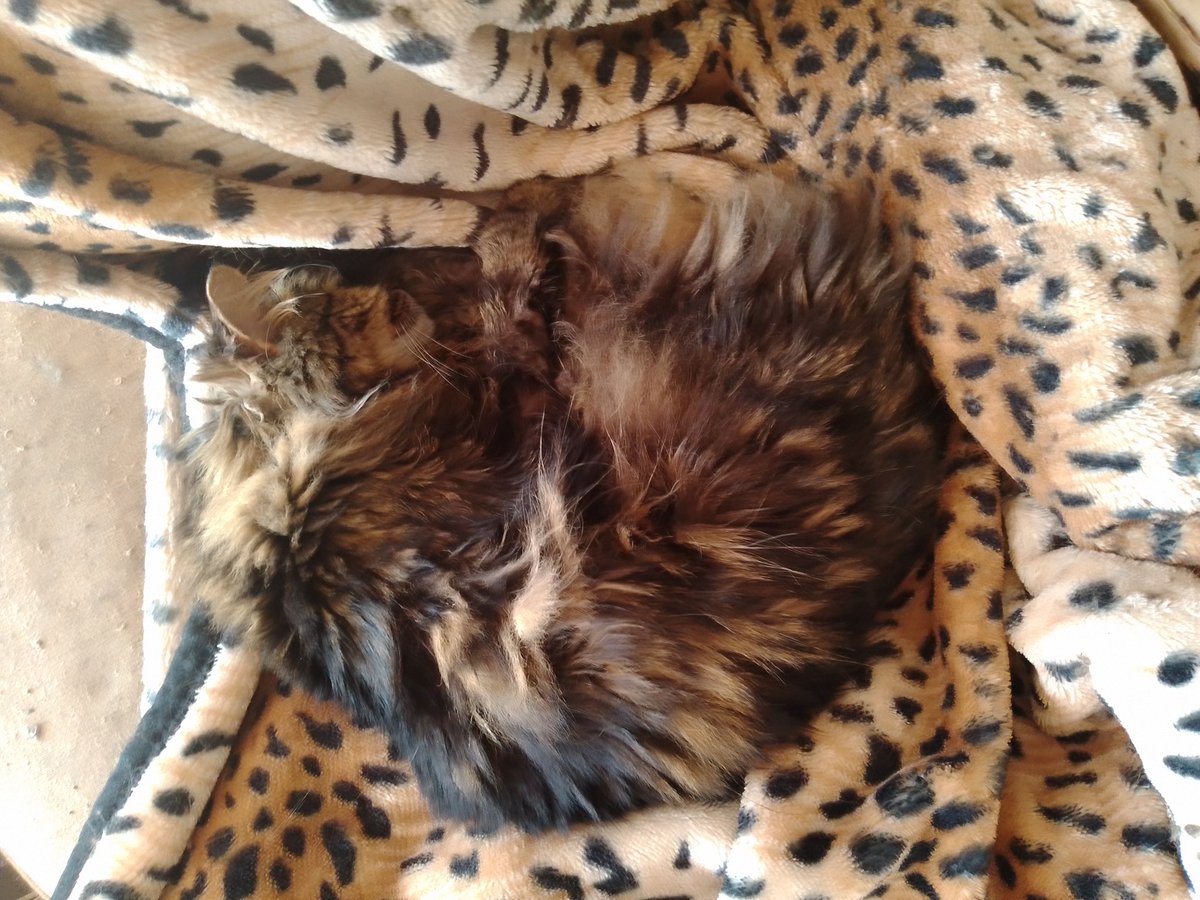 Three legged Jake just wants everyone in the Northern Hemisphere to know he is warm and cosy on a 25C day on the New South Wales central coast. That's the Wales in Australia Kes where you can frolic on beautiful warm sandy beaches with other dogs.😀😀😀