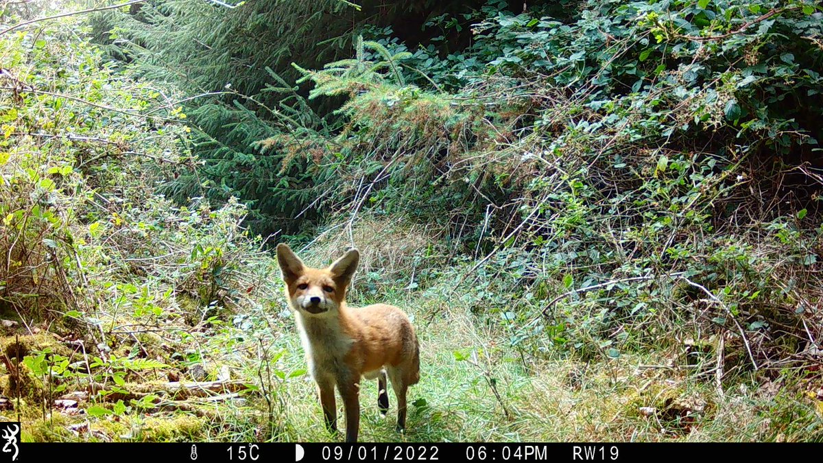 trailcam (@trail_cams) on Twitter photo 