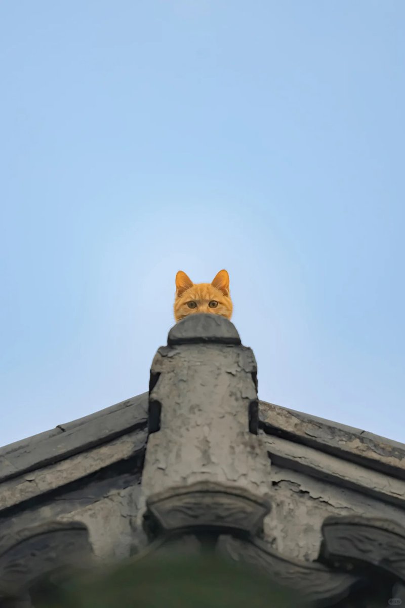 torarelaxtime's tweet photo. Hello?
#HelloMyFriends
#ImFine
#CatsOfX https://t.co/x9ShHfU1Y8
