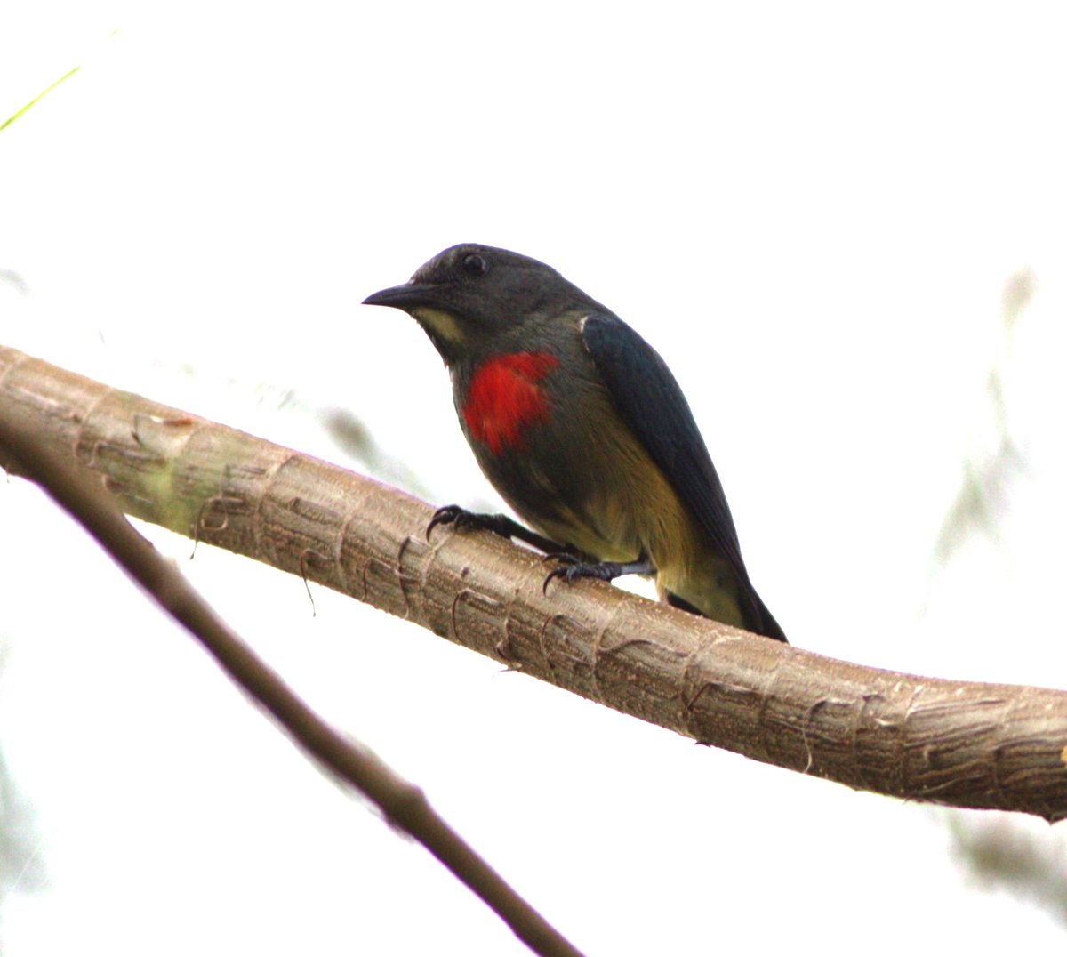 gregrobertsqld's tweet image. More excellent #birds from #solomonislands The country has huge potential as an ecotourism destination, more attractive than logging that is destroying the #rainforest. More: sunshinecoastbirds.blogspot.com/2024/12/solomo… #birding
