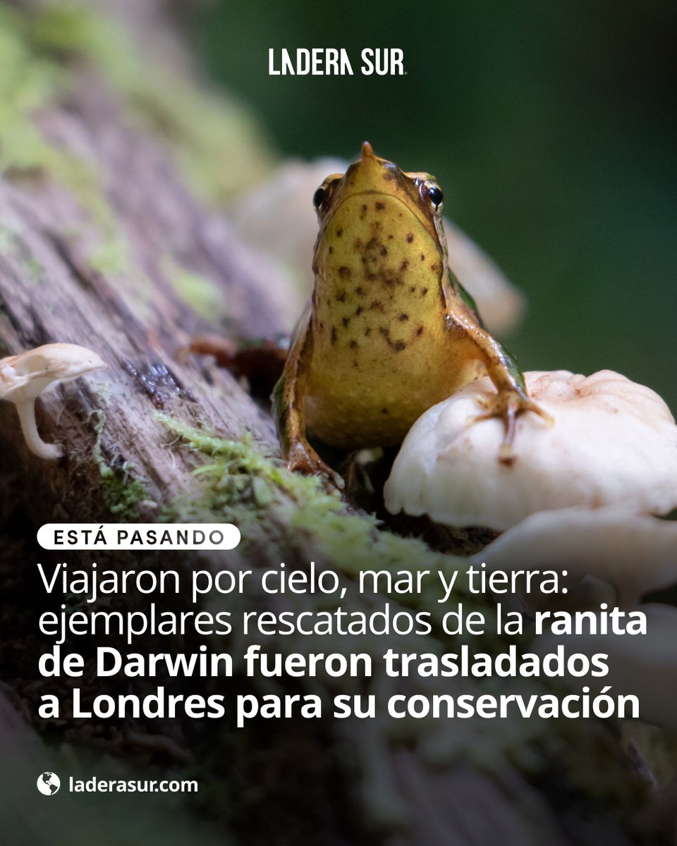 #EstáPasando Viajaron por cielo, mar y tierra: ejemplares rescatados de la ranita de Darwin fueron trasladados a Londres para su conservación🐸

¿Qué te parece esta noticia? Todos los detalles aquí. 👇🏽

ow.ly/PaI150UuABv