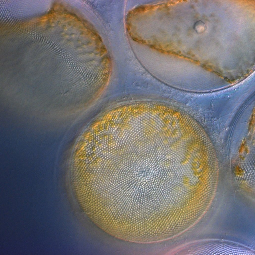 MBARI (@mbari_news) on Twitter photo Plankton store carbon and play an important role in our climate. In a new opinion piece, Natalia Llopis Monferrer—a <a href="/Sorbonne_Univ_/">Sorbonne Université</a> Marie Sklodowska Curie postdoctoral fellow at MBARI—shares what we can learn from tiny diatoms.
Learn more: nature.com/articles/s4156… <a href="/NatureGeosci/">Nature Geoscience</a> Plankton store carbon and play an important role in our climate. In a new opinion piece, Natalia Llopis Monferrer—a <a href="/Sorbonne_Univ_/">Sorbonne Université</a> Marie Sklodowska Curie postdoctoral fellow at MBARI—shares what we can learn from tiny diatoms.
Learn more: nature.com/articles/s4156… <a href="/NatureGeosci/">Nature Geoscience</a>