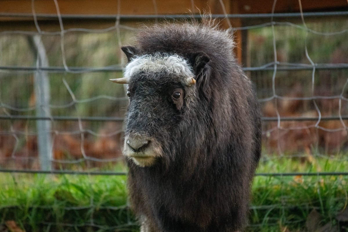 PtDefianceZoo's tweet photo. Meet Pretzel, Willow's new muskox buddy! We’re thrilled to welcome the adorable one-year-old female to the Zoo. We’re optimistic that Willow and Pretzel will quickly bond, explore their habitat, and play together on the grassy hills. Learn more at https://t.co/9CAqyYTN0s https://t.co/T39Z1PinjX