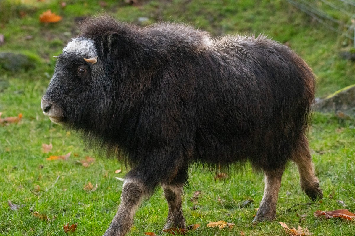 PtDefianceZoo's tweet photo. Meet Pretzel, Willow's new muskox buddy! We’re thrilled to welcome the adorable one-year-old female to the Zoo. We’re optimistic that Willow and Pretzel will quickly bond, explore their habitat, and play together on the grassy hills. Learn more at https://t.co/9CAqyYTN0s https://t.co/T39Z1PinjX