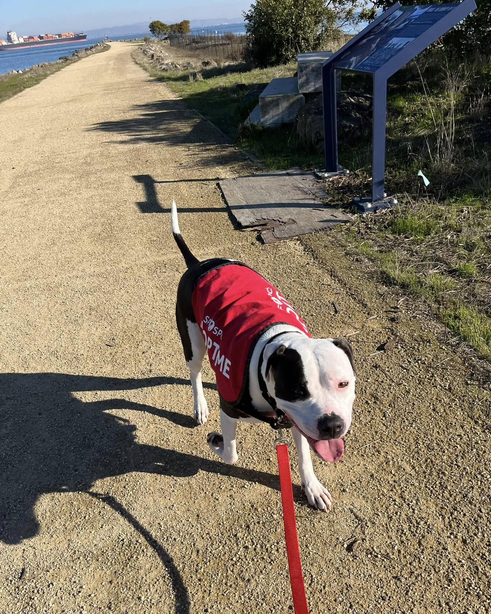 sfspca's tweet photo. Juno took an awesome field trip to Heron's Head Park to stroll along the waterside and catch some rays! Taking dogs out of the shelter relieves stress and helps them understand the real world. Thanks to volunteer, Lotta for giving him this experience! 🐾 #SFSPCAprograms https://t.co/ZkivJiRJnX