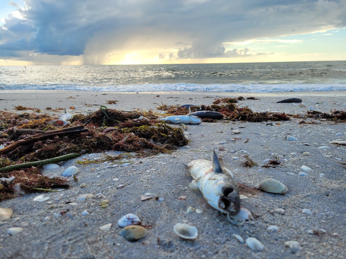 billeecox's tweet image. Tired #ofwinning the sea is #sooverrated nobody wants to #livethere