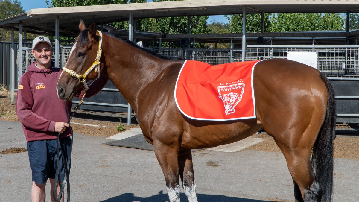DMCCPanthers's tweet image. We've got the @busuttin trained Pascero running for us in the $1m Supernova on @SthsideRacing  Pakenham Cup Day tomorrow!

He might be the outsider of the field, but geez he looks good in Devon Meadows red! 

@7horseracing