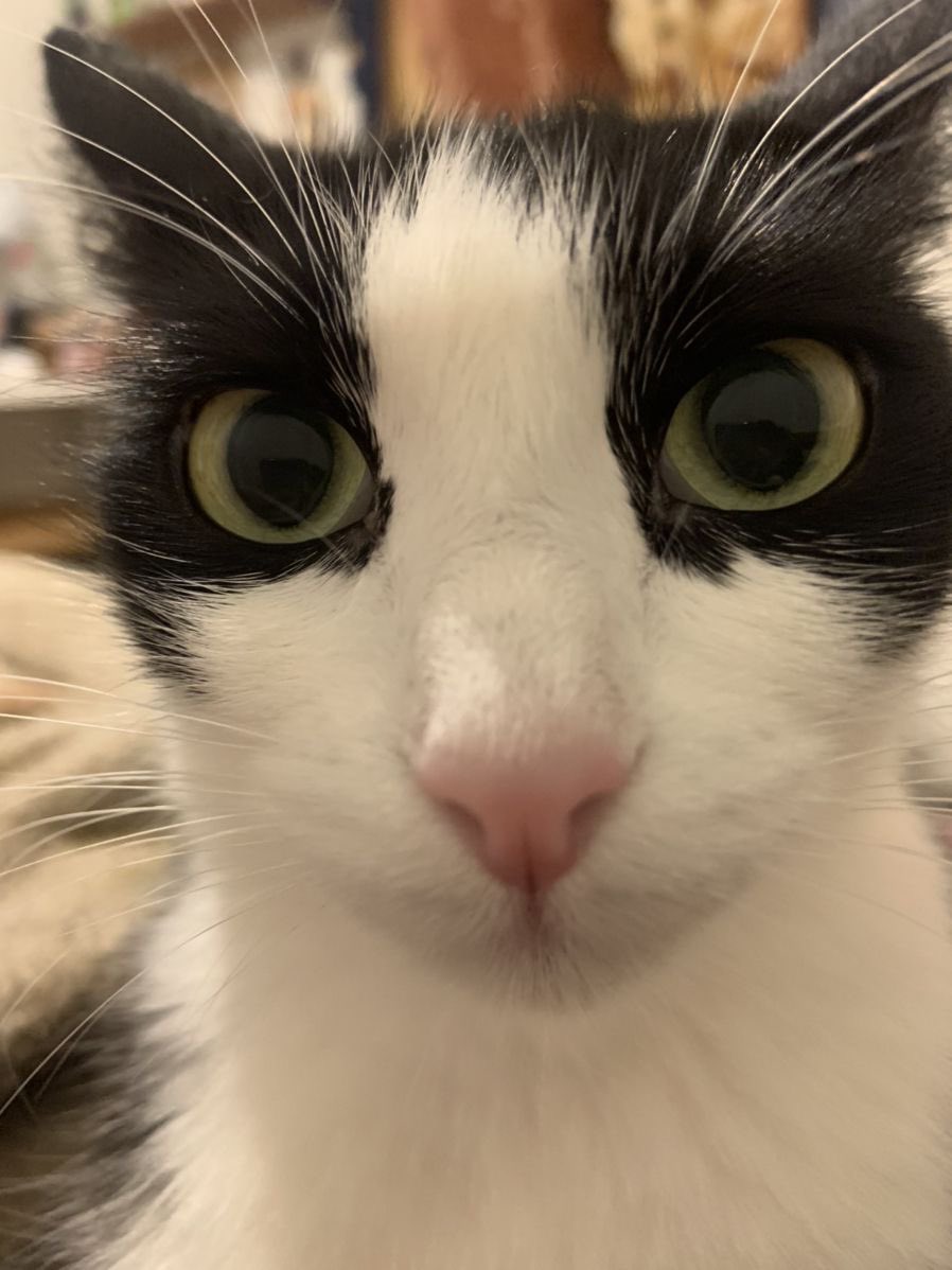 calliewiilson's tweet photo. cat! cat! cat! (her name is naree) https://t.co/PWmsccw3Nb