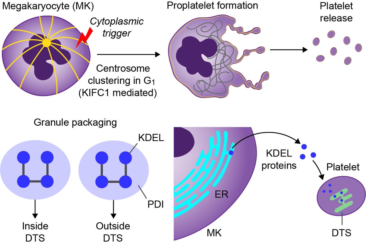 ATVB: An AHA Journal (@atvbahajournals) on Twitter photo Italiano et al. review cytoskeletal mechanisms of platelet generation and discuss new pathways that trigger platelet production. <a href="/JosepItaliano/">Joseph Italiano</a> <a href="/roelofhb/">Rolf Bekendam</a> @ClemOPayne
ahajrnls.org/3Brg2Pr Italiano et al. review cytoskeletal mechanisms of platelet generation and discuss new pathways that trigger platelet production. <a href="/JosepItaliano/">Joseph Italiano</a> <a href="/roelofhb/">Rolf Bekendam</a> @ClemOPayne
ahajrnls.org/3Brg2Pr