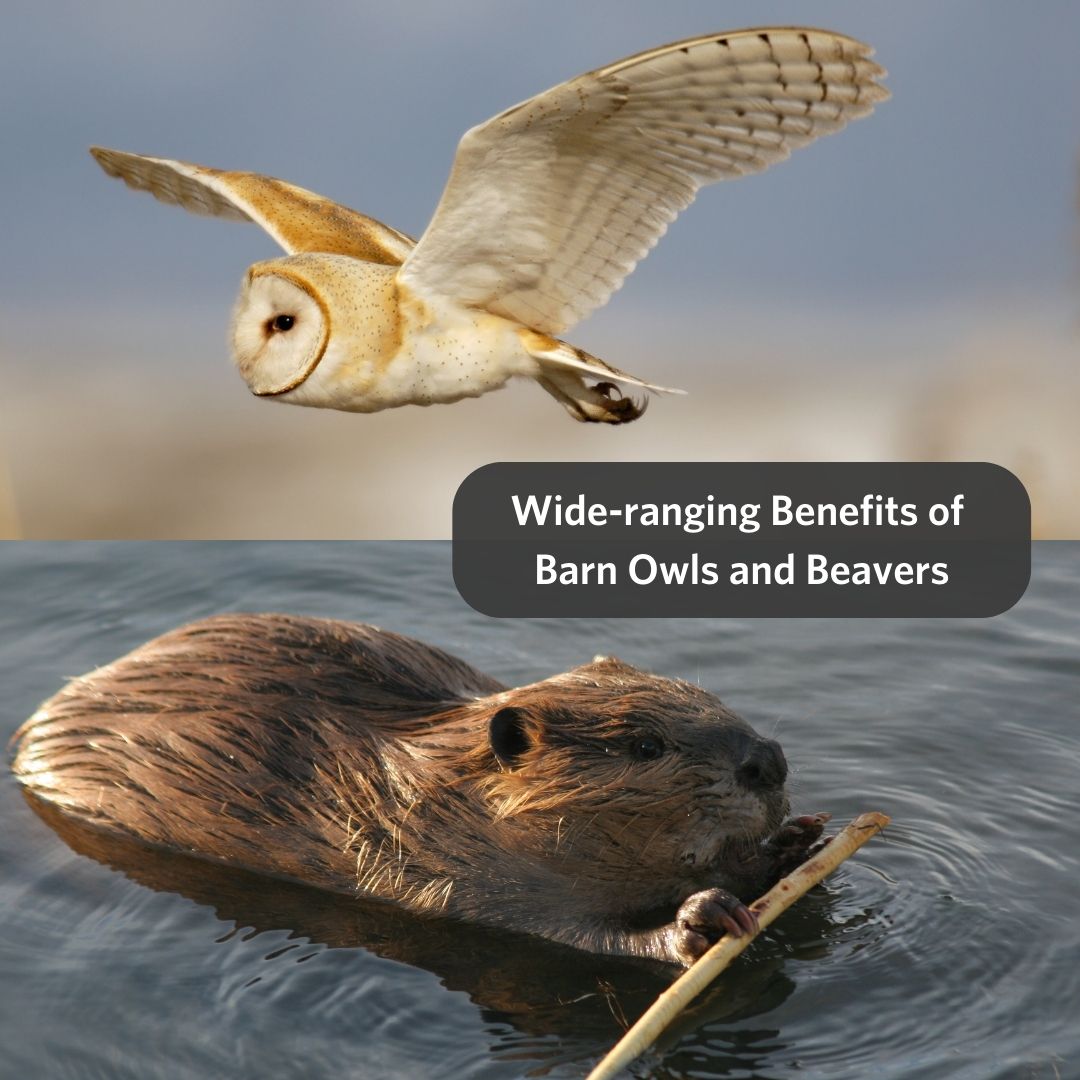 Join us for an exciting workshop at EcoFarm 2025 on the Wide-ranging Benefits of Barn Owls and Beavers! Learn how fostering these pest control managers and ecosystem engineers in our agricultural landscapes increases farm sustainability. Register at: ecofarm.regfox.com/ecofarm-annual…