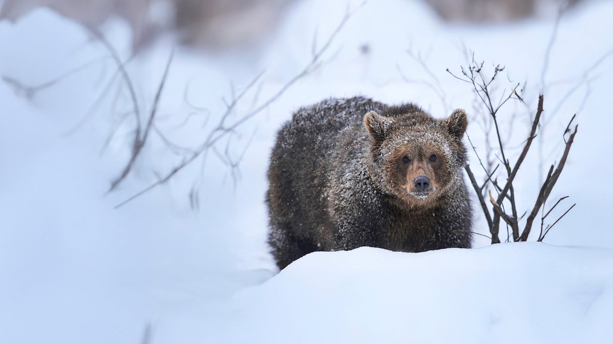 L’année se termine, mais les espèces d'ici ont toujours besoin de votre appui. 🐻 Si vous désirez faire un don au WWF-Canada avant le 31 décembre, pensez à le faire en ligne. 🎁 Ainsi, vous aiderez les espèces et recevrez un reçu fiscal 2024. 

wwf.ca/donnez-aujourd…