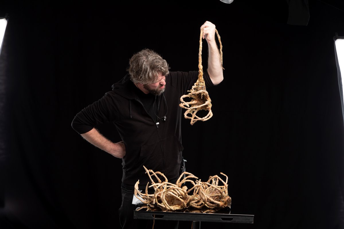 WetaWorkshop's tweet photo. They’re creepy, they’re crawly and they’re gory. Needless to say, they’ve been scurrying all over our workshop. Here are just a few of the Facehugger puppets and props you might have seen amongst the indiscriminate bloodlust in director Fede Alvarez's #AlienRomulus. https://t.co/apd4WXGBcI