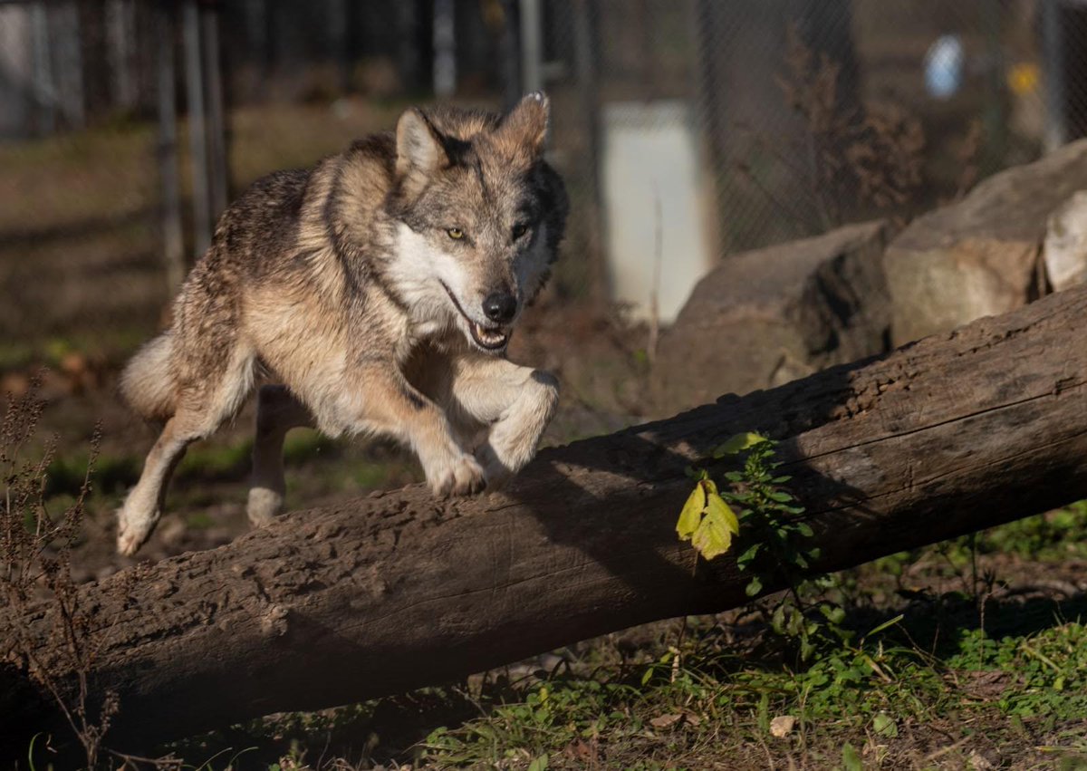 EndangeredWolfCenter tweet media