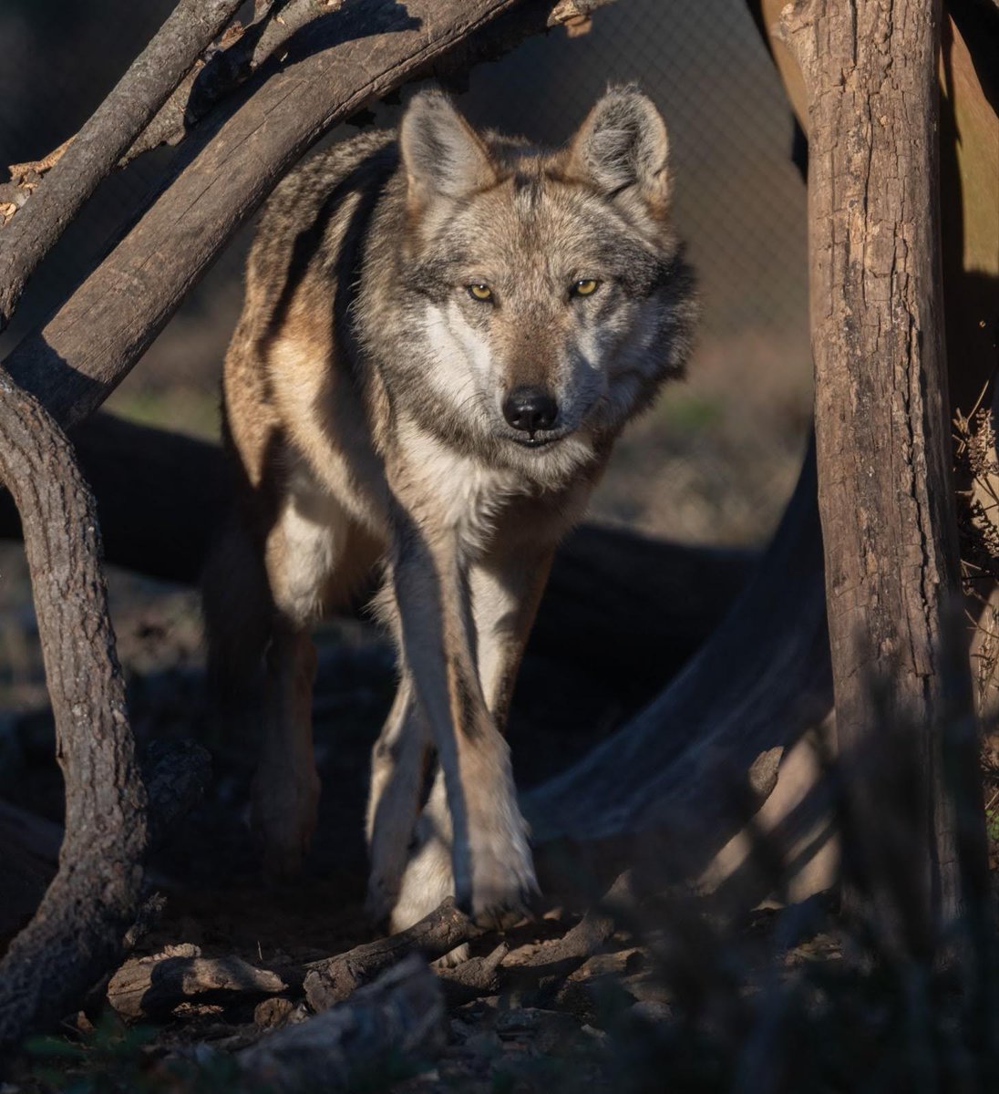 EndangeredWolfCenter tweet media
