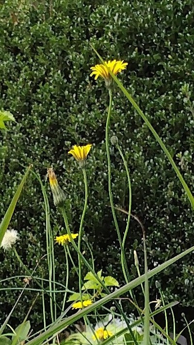 日々、真冬に向かって居ます。それでも、ブタナの花が、太陽を求めるかのように、茎を、ぐんぐん伸ばして、寒くても咲いている様子を、撮りました。写真に収まりきらない位、茎が、長いです。