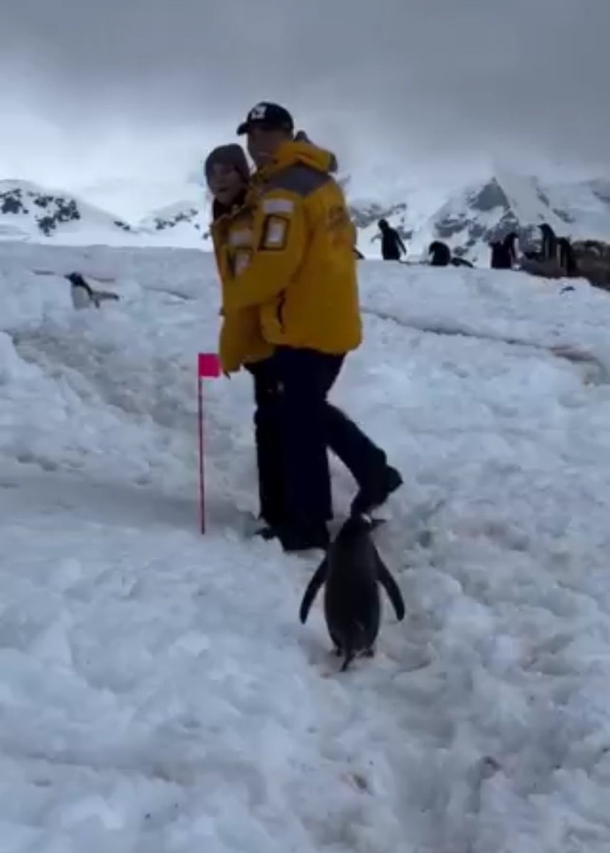 Brooklyn Boy tweet media