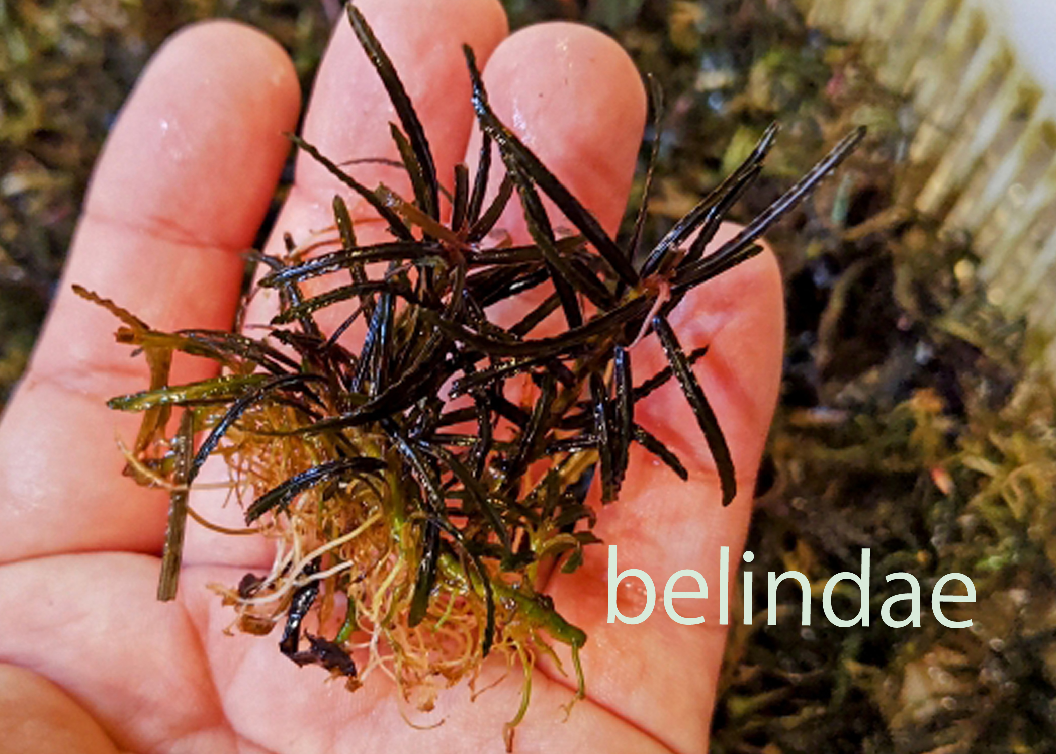 807さんBUCEPHALANDRA 光沢優先 807さんBUCEPHALANDRA 光沢優先