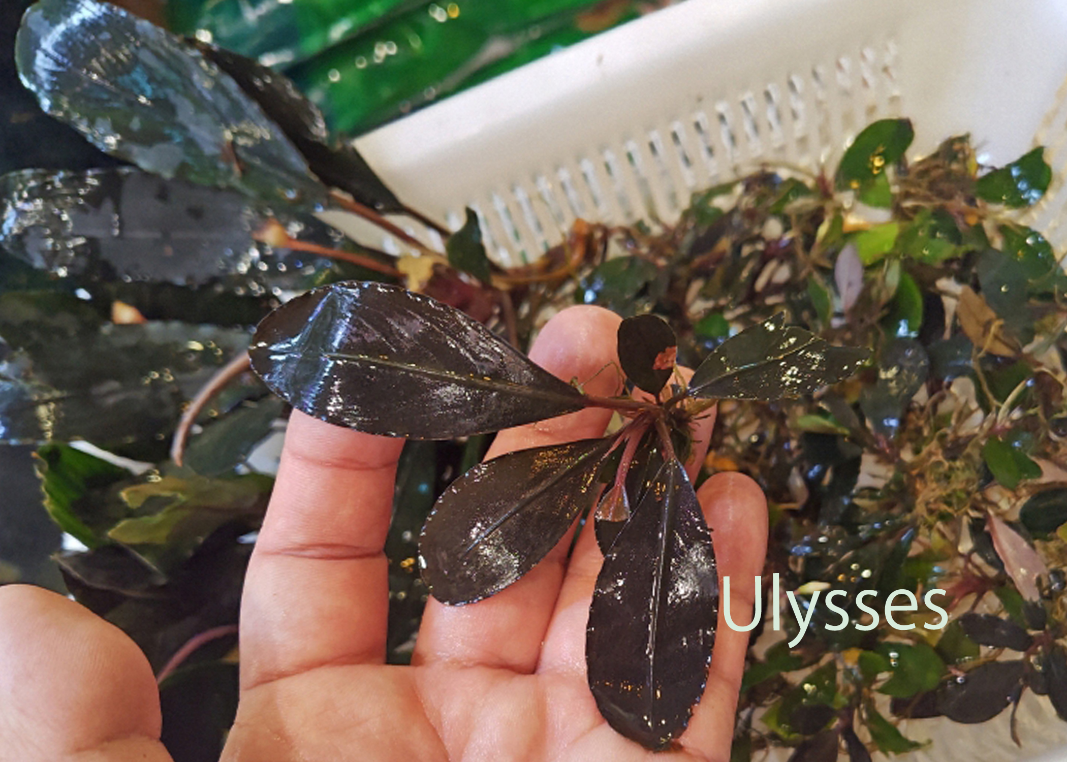 T*i様 Bucephalandra sp. Moônlight 群生株 T*i様 Bucephalandra sp. Moônlight 群生株 T*i様 Bucephalandra