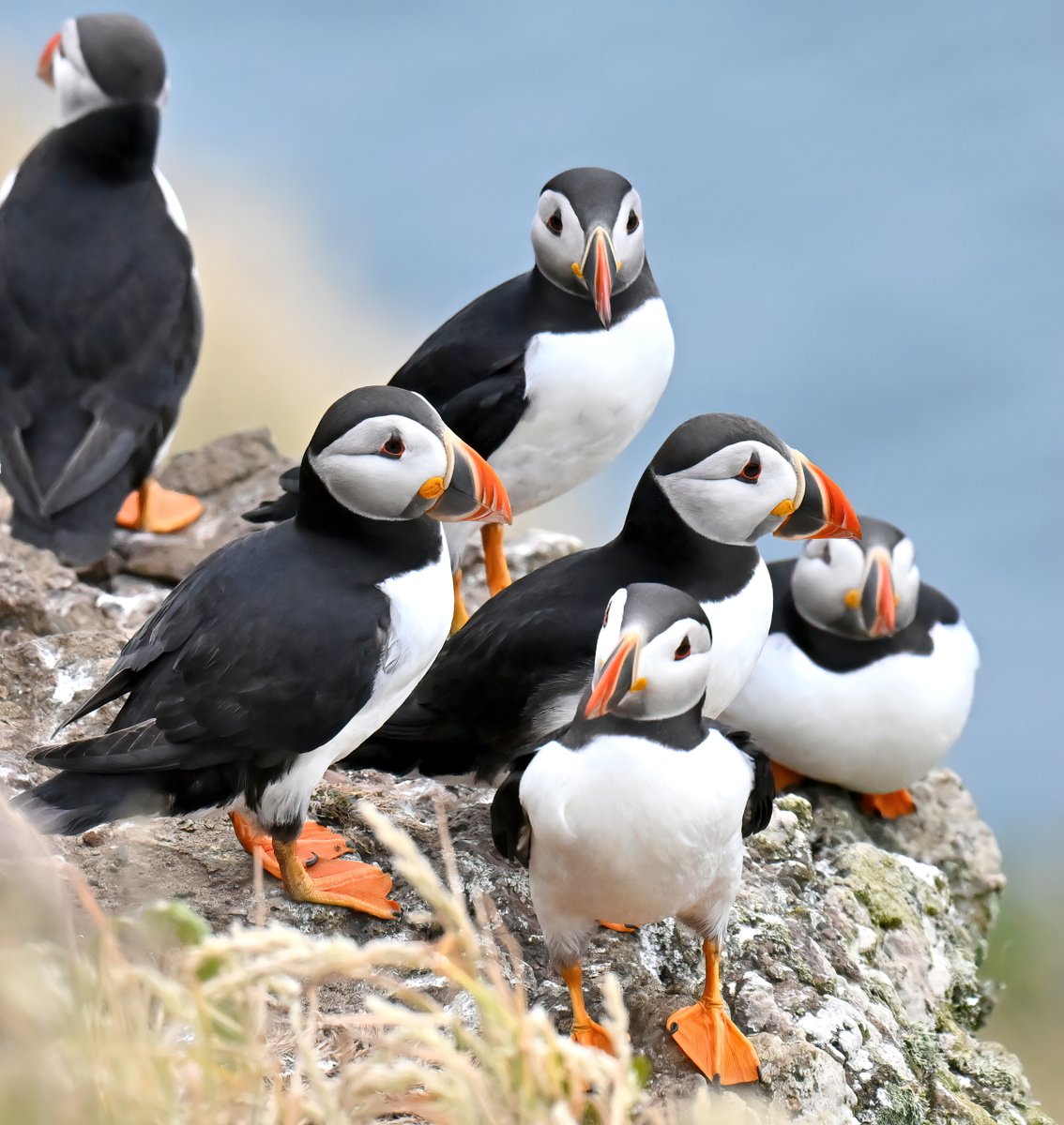 The Puffins are having a party, and you're all invited! 😀😍
 It's Friday, please do your thing! 😉🙏♥️
#TheDailyPuffin 🐦