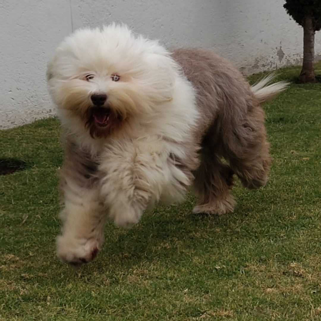 BecaSomehow's tweet photo. Wey, es que mi perro corriendo es algo de otro mundo https://t.co/zrqPef1seS
