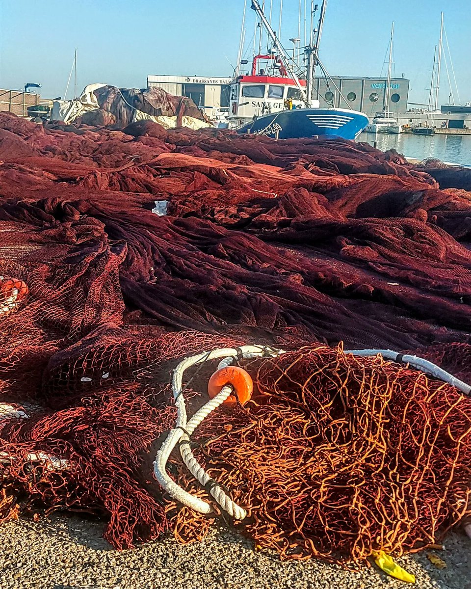 Cal_Tut's tweet image. Un altre món en perill d'extinció per culpa de la gestió política.

Igual que la pagesia, als nostres pescadors tambè els volen fer desaparèixer...😔

#pesca #pescador #peixfresc #gambavermella #27dies #extinction #fish #mar #llotja #peixeteria
