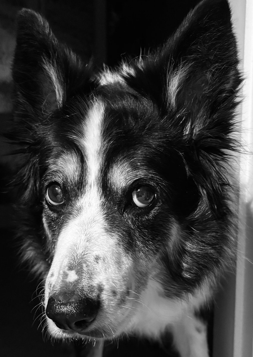 Kesthecollie's tweet photo. Goodnight https://t.co/VhA16V7itj