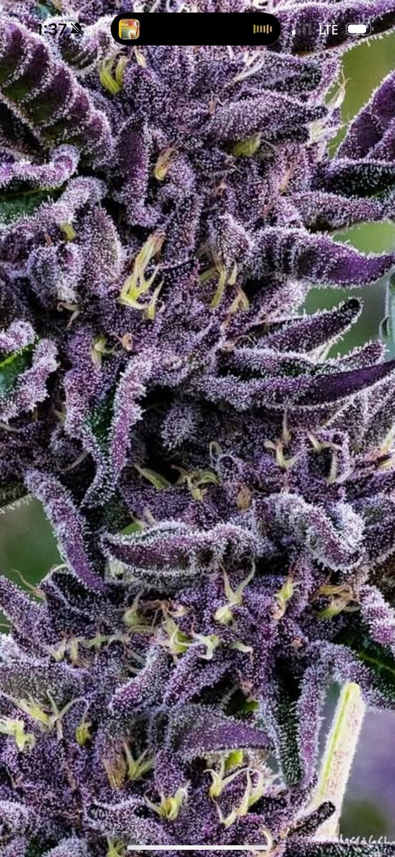 Artisanal, small batch, sungrown kind herb, natures best medicine grown under the big one lighter in the sky🙏🏼.  Lessssss gooooo!