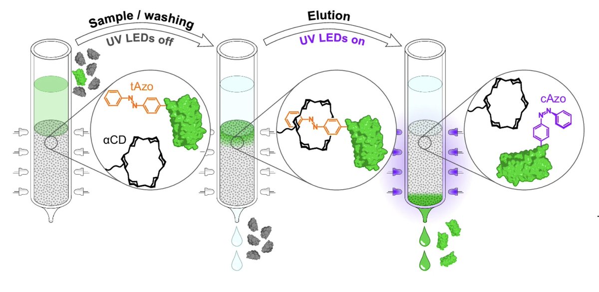 Protein purification with light via a genetically encoded azobenzene side chain

"the UV light-switchable cis/trans-isomerization of the ncAA Pap enables one-step protein purification" nature.com/articles/s4146…