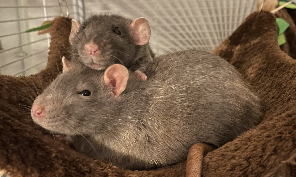 Kaya (@kayabarrows) on Twitter photo 