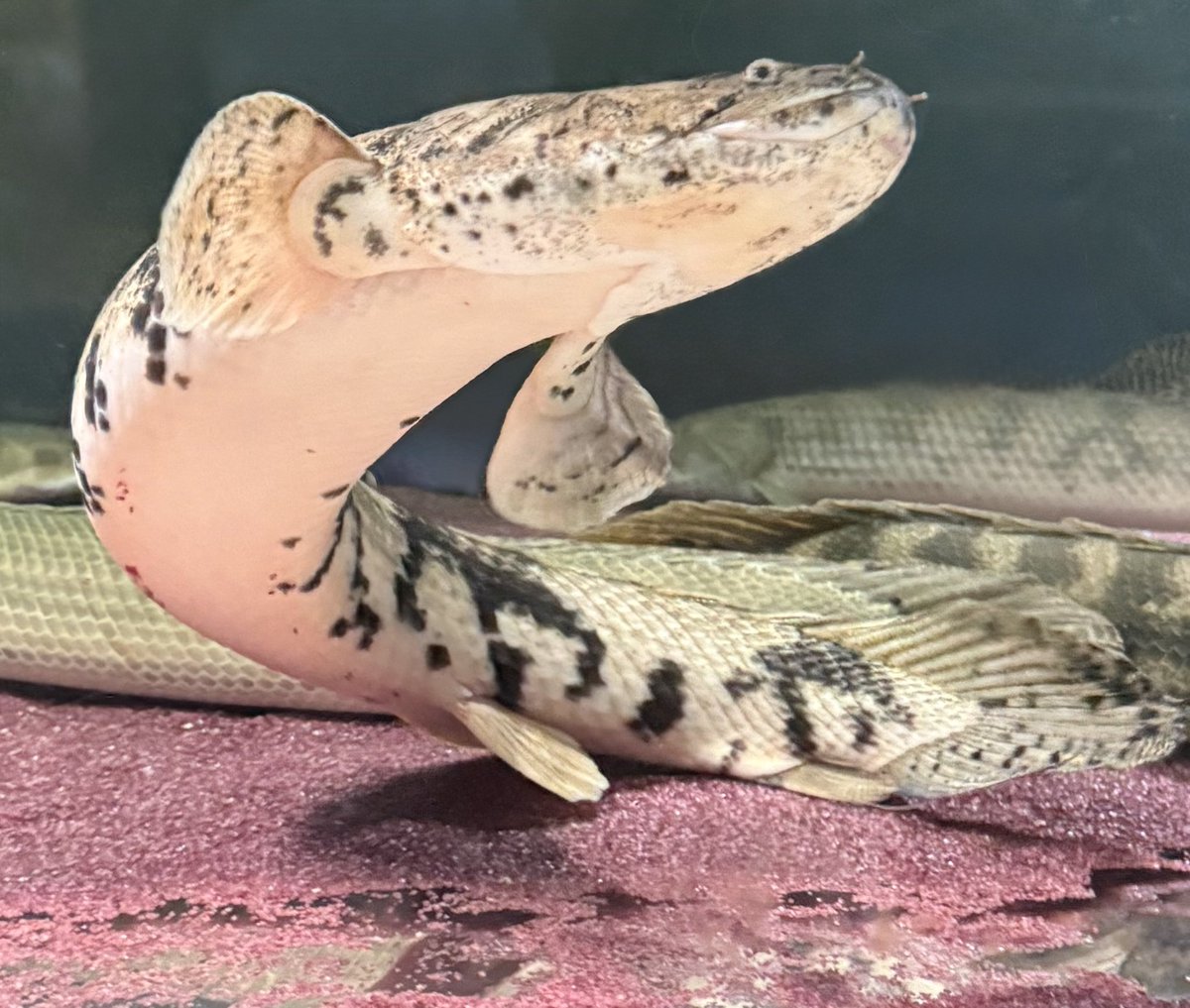 PRZ31036816's tweet photo. 辰年最後のお迎えは、わいるどもんからのマリ産エンドリケリー（67cm）でした🐉

顔つき、バンド、性格（図太い）、いずれも好み…マリエンドリって良い魚ですね

#wildmon0 https://t.co/M3PUAqQpOm