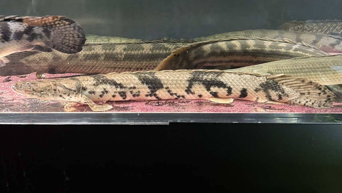 PRZ31036816's tweet photo. 辰年最後のお迎えは、わいるどもんからのマリ産エンドリケリー（67cm）でした🐉

顔つき、バンド、性格（図太い）、いずれも好み…マリエンドリって良い魚ですね

#wildmon0 https://t.co/M3PUAqQpOm