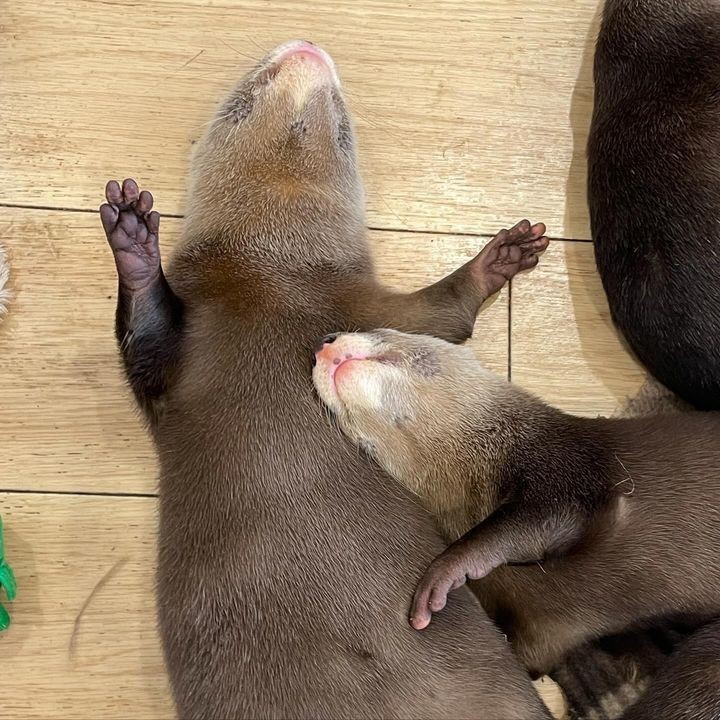 Snuggle with the one you love🦦💗🦦💗